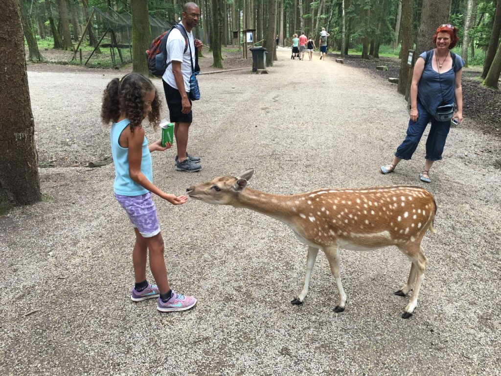 A girl is extending her hand to feed a deer at Wilpark Poing, a must-do when visiting Munich with Kids